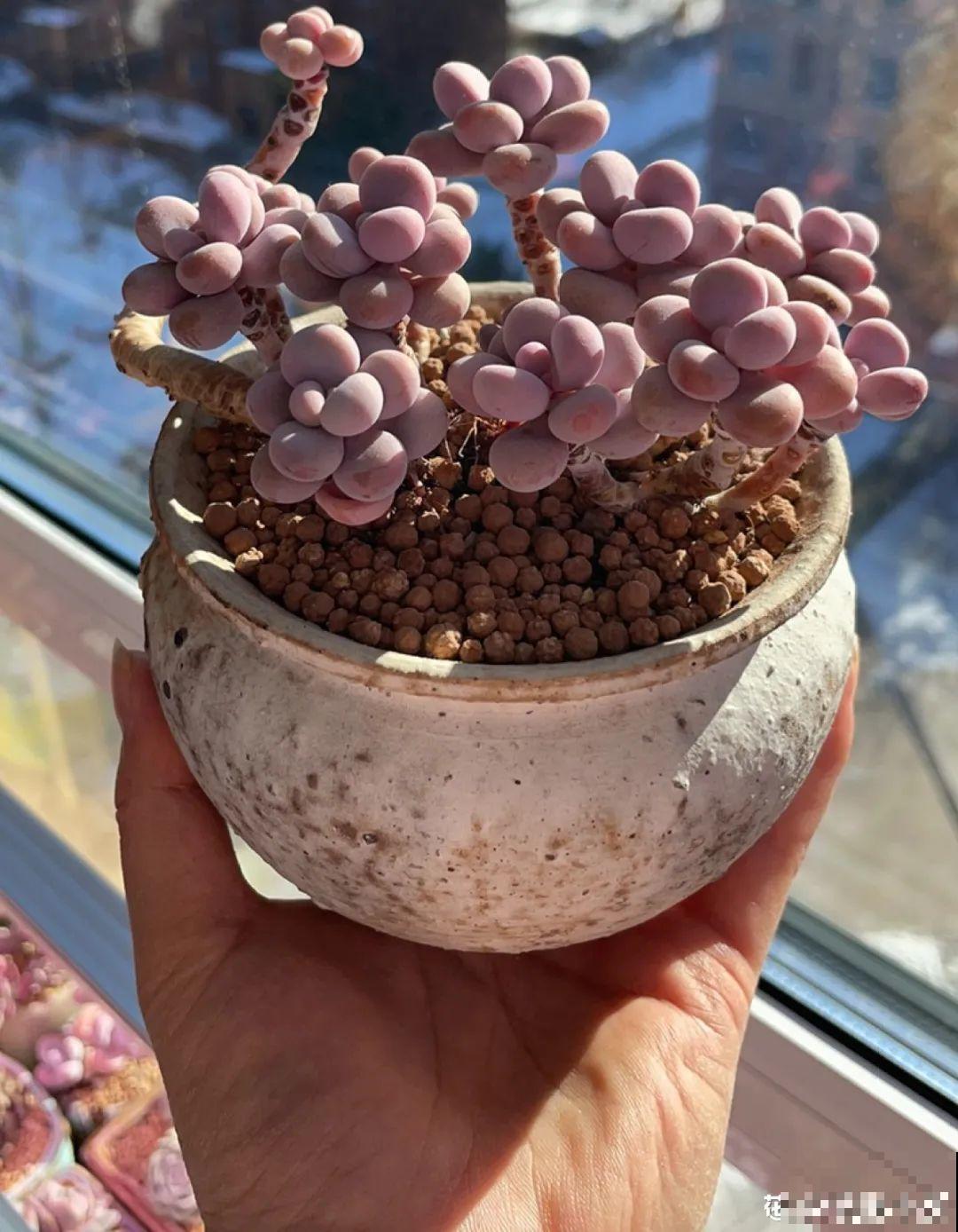 室内养多肉,也能养出水晶果冻色,任谁看到都说好 室内养多肉,也能养出水晶果冻色,任谁看到都说好