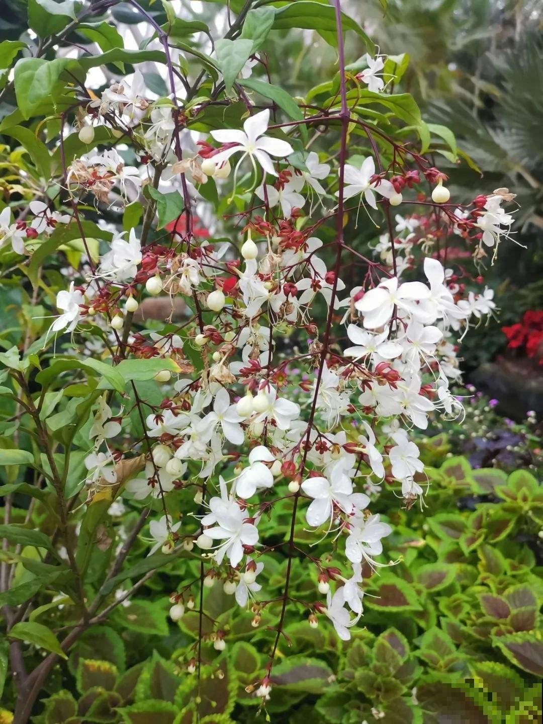 这5种花，只要养好一种，家里瞬间变成大花园