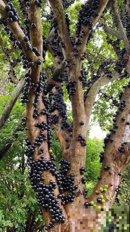 家里养棵“丑八怪”，霸气镇宅，越养越爱