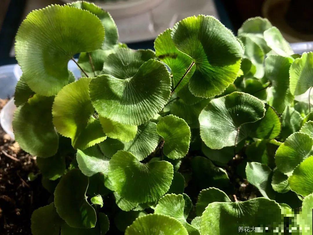 超好看的小野花，春天野外一大片，挖几棵回家还能泡茶