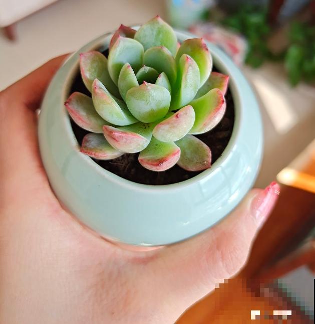 4月是养多肉的黄金期,浇水、施肥···都有窍门,现在知道还不晚 4月是养多肉的黄金期,浇水、施肥···都有窍门,现在知道还不晚