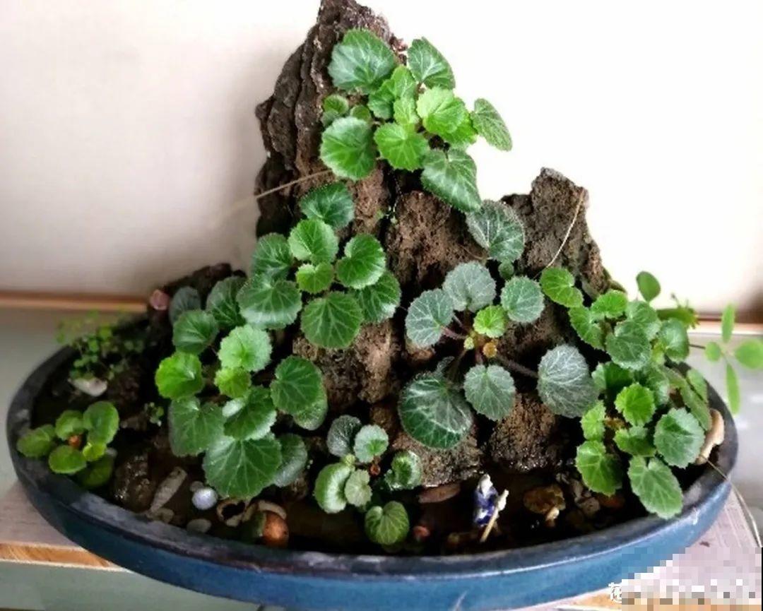 室内小窗台,养点小众盆栽,气质瞬间不一样 室内小窗台,养点小众盆栽,气质瞬间不一样