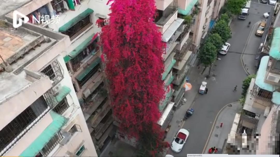 30米高三角梅，千年的紫藤树···5种花越老越值钱