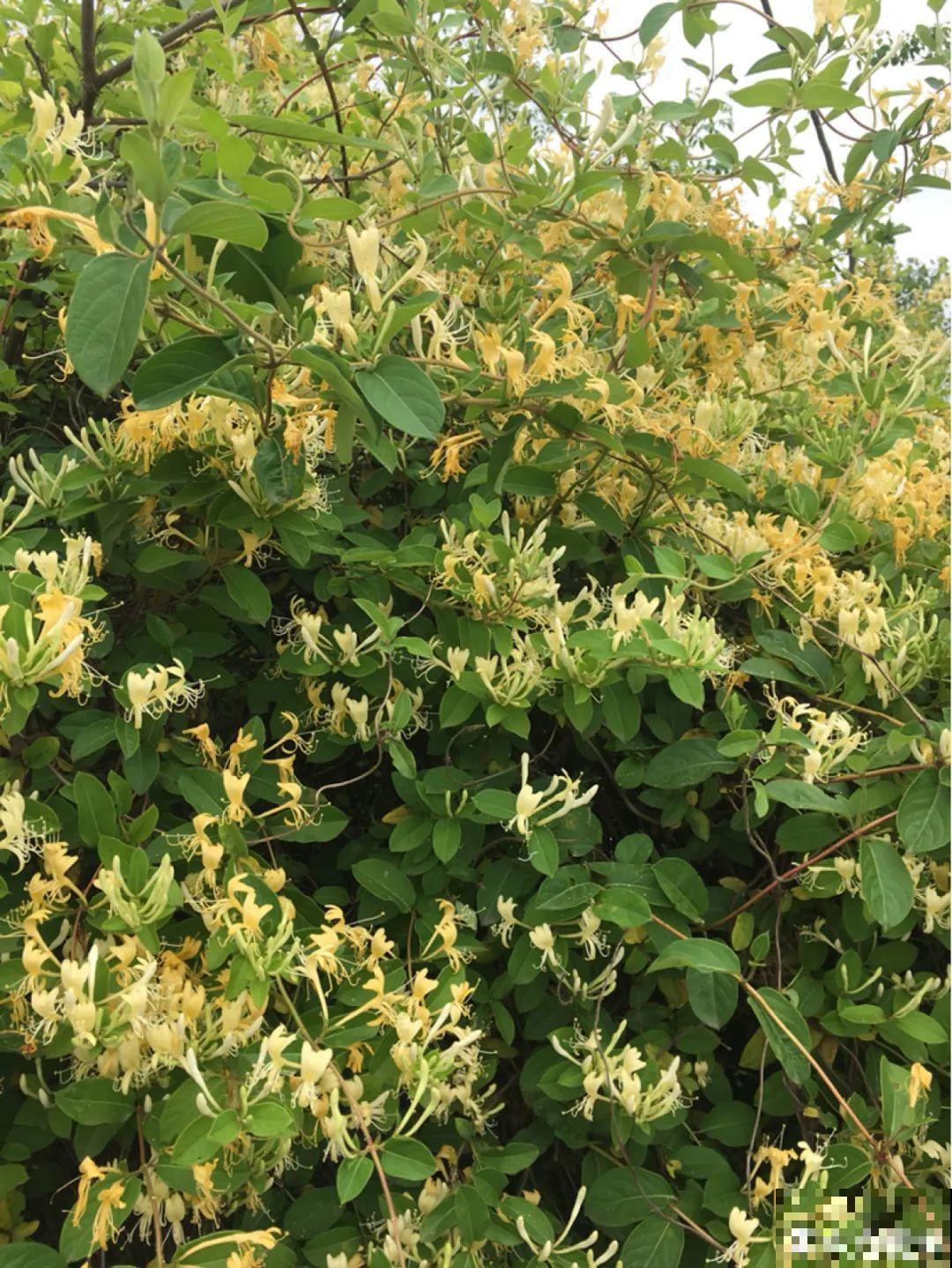 超好看的小野花，春天野外一大片，挖几棵回家还能泡茶