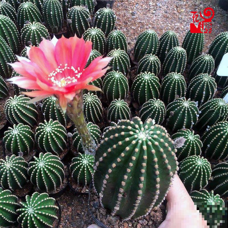 仙人球看着挺精神,实则根系都烂了,都是浇水多了惹的祸 仙人球看着挺精神,实则根系都烂了,都是浇水多了惹的祸