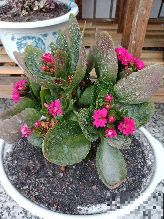 植物轻微烂根，可以依靠自愈能力，做好3点最重要