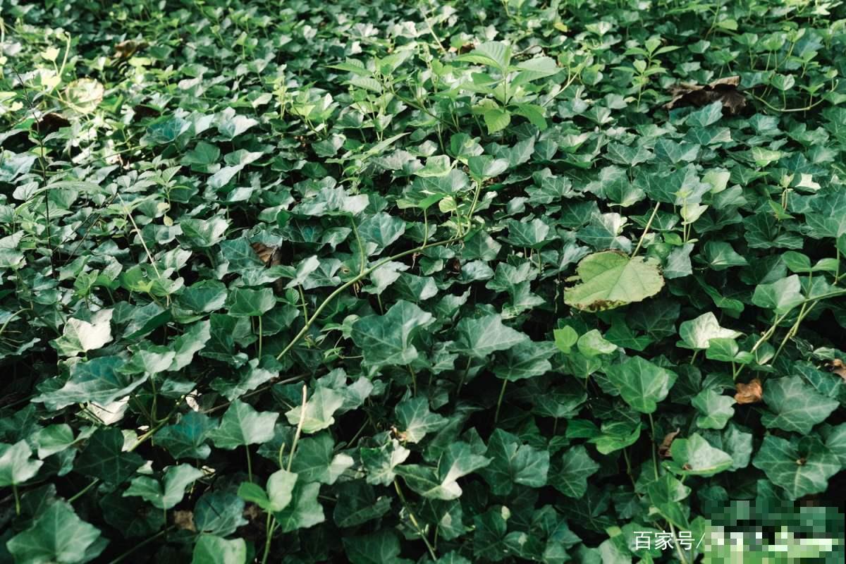 这6种修剪和清洁植物的方法，掌握了，家里花草干净长势好！