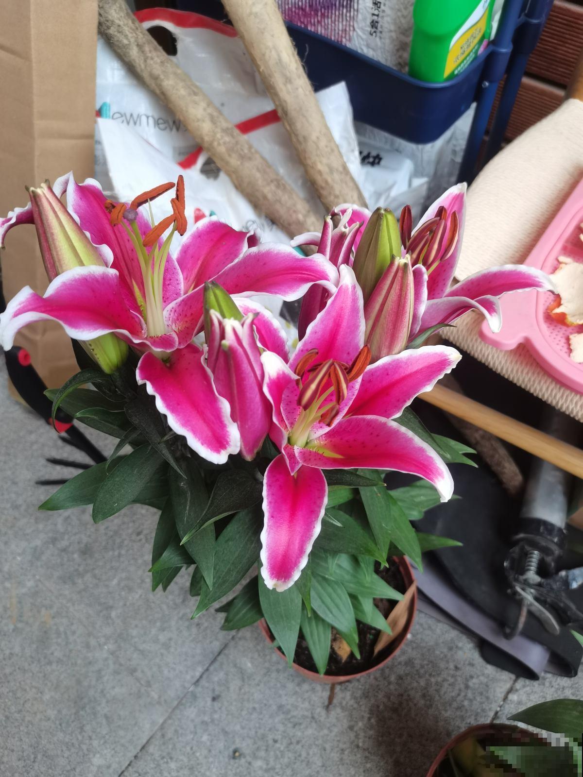 适合现在种的球根植物，4月初种上， 5月底就开花