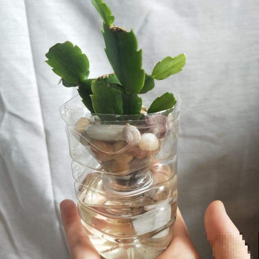 家里这些水不要随便倒掉，用来养花有奇效，废物利用花还长得旺！