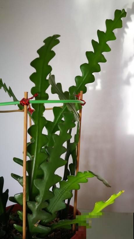 4种“省钱植物”，实在太贴心，掐个枝条插土里就能活