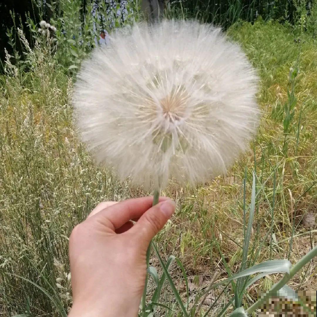 超好看的小野花，春天野外一大片，挖几棵回家还能泡茶