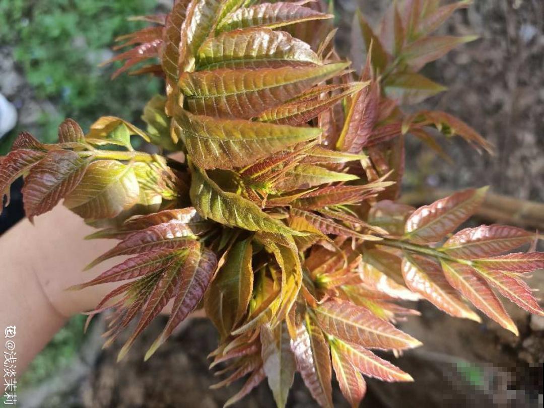 春天的野菜大全,小心辨认,千万别挖错了 春天的野菜大全,小心辨认,千万别挖错了