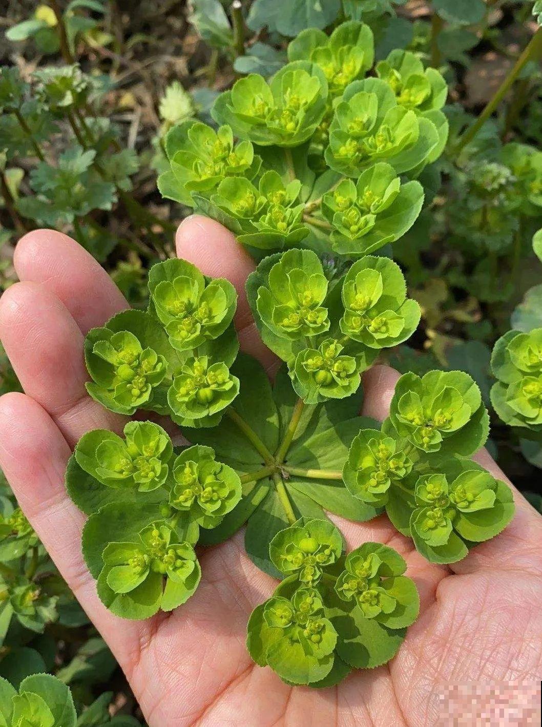 20种有毒花，看见绕道儿走，千万别乱摸