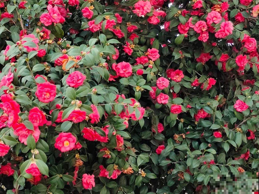 大院子养点大气花，超级有格调，漂亮的中国风