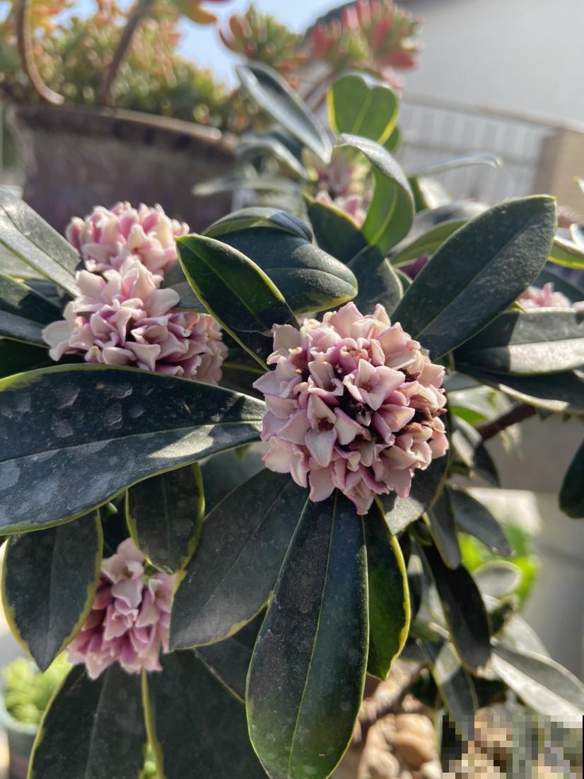 古人喜欢的花,到了现代更受欢迎,开花特旺盛 古人喜欢的花,到了现代更受欢迎,开花特旺盛