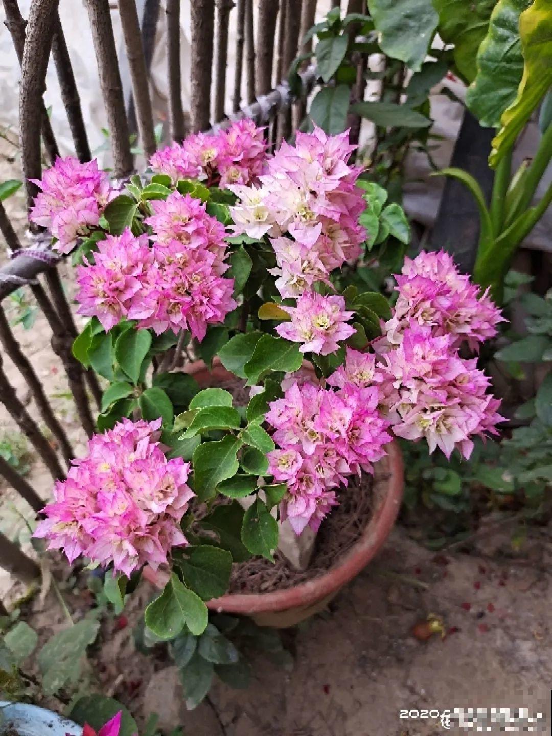 在家养盆“爆花战斗机”，只需要一盆，能开上百天不歇气！