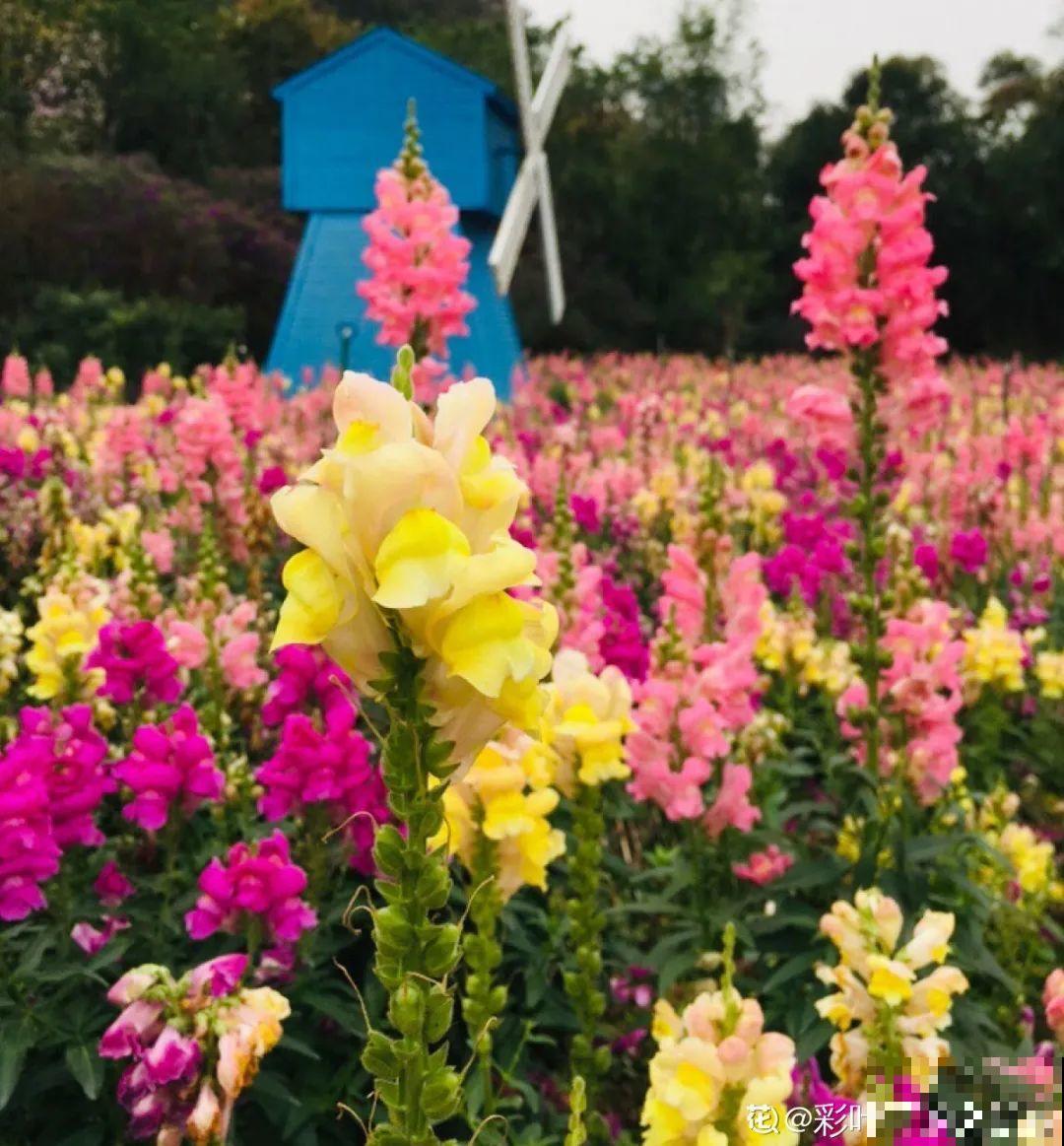 家里养盆“省心”花,自己开花自己结种,不用再买花种了 家里养盆“省心”花,自己开花自己结种,不用再买花种了