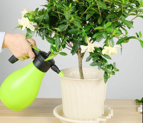 自制杀虫剂，7天喷一次，养花特干净