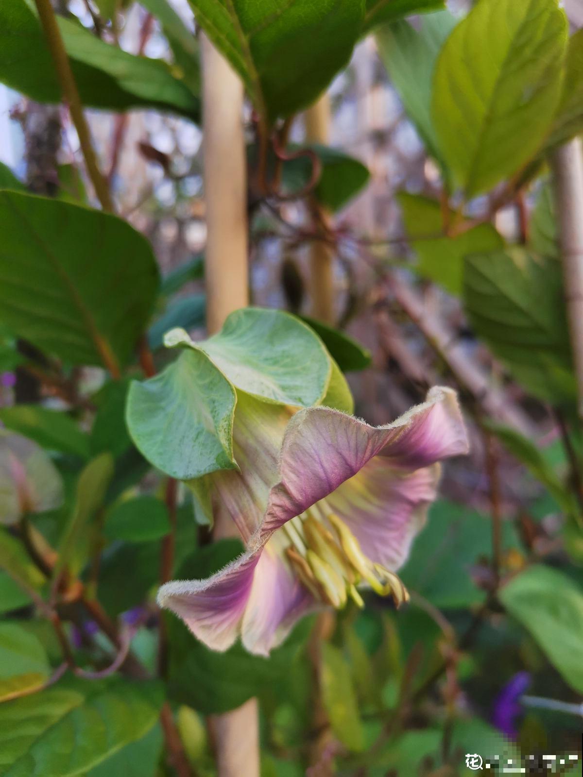 1种花名叫“电灯花”,枝条挂满“电灯花”,可爱又好看 1种花名叫“电灯花”,枝条挂满“电灯花”,可爱又好看