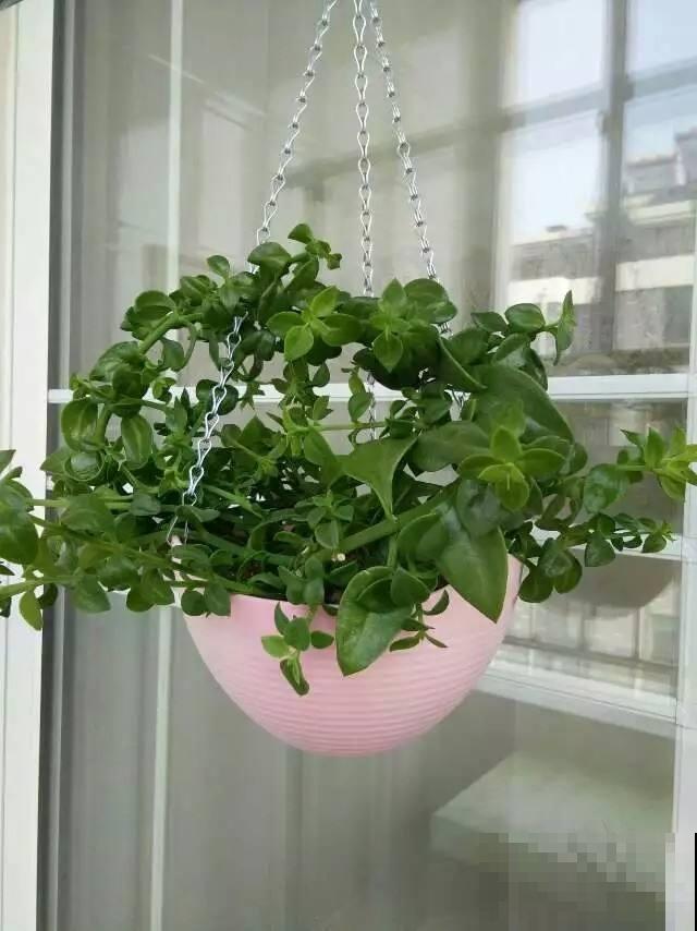 常见的两种花，夏天适合凉拌，清清爽爽特下饭