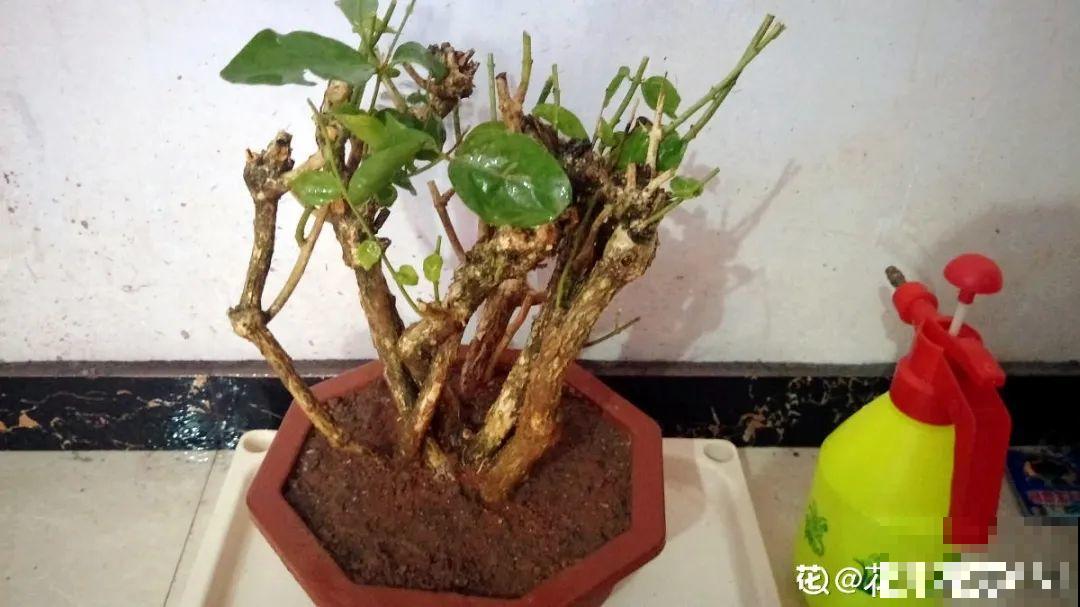 花开完了,别急着扔,好好养还能活几十年 花开完了,别急着扔,好好养还能活几十年