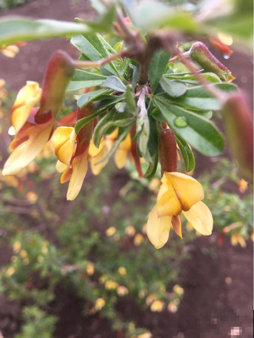 一种花开花金灿灿,一骨碌全是花,寓意很不错 一种花开花金灿灿,一骨碌全是花,寓意很不错