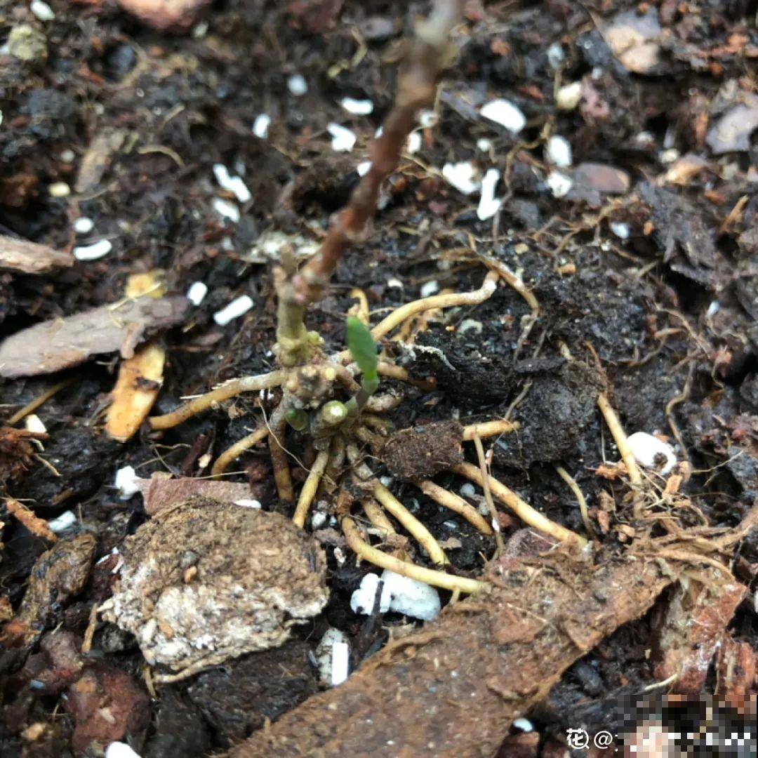 8种花开始慢慢睡醒了， 现在长得正旺，多浇水施肥， 开花更多！