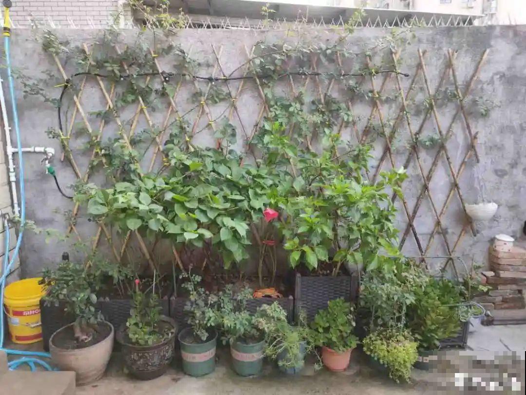 草本植物春剪,学着掐顶芽,呼呼冒出一大盆 草本植物春剪,学着掐顶芽,呼呼冒出一大盆