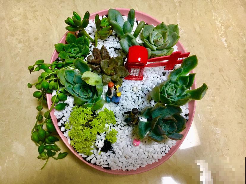 关于多肉拼盘，4个要点不能忘，不然很难养好