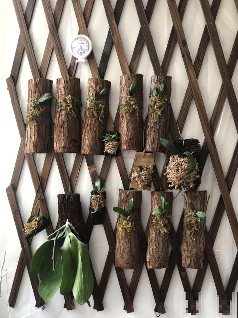 吃空气长大的植物，省事还养得旺，看完赶紧买一盆！