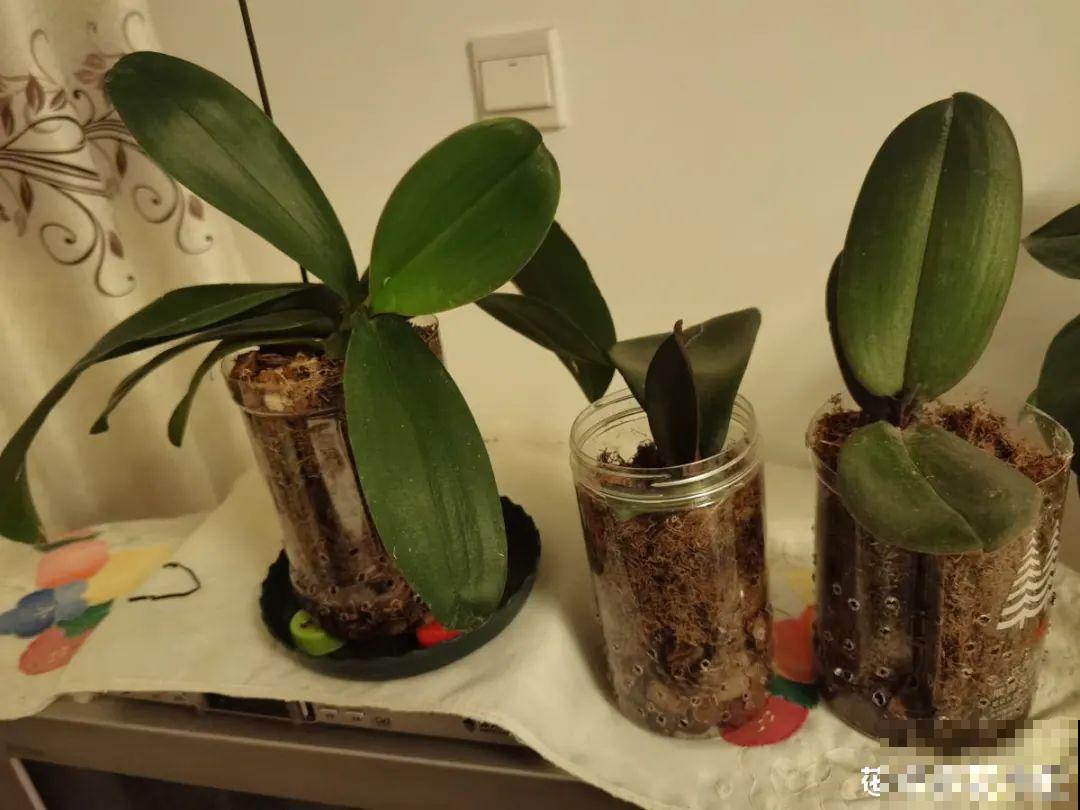 花市上的蝴蝶兰，长得像假花，谁见了都要摸一下！