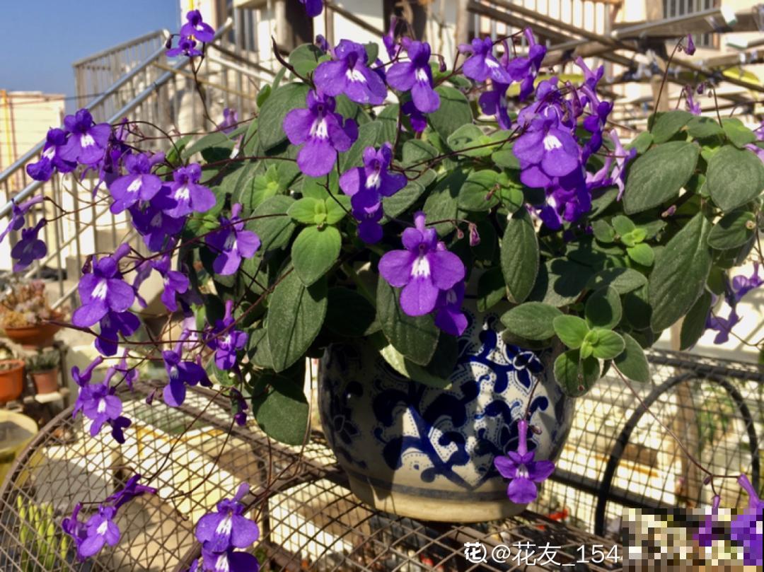 28种耐阴花，没光也能开爆盆，养在家里超有范儿