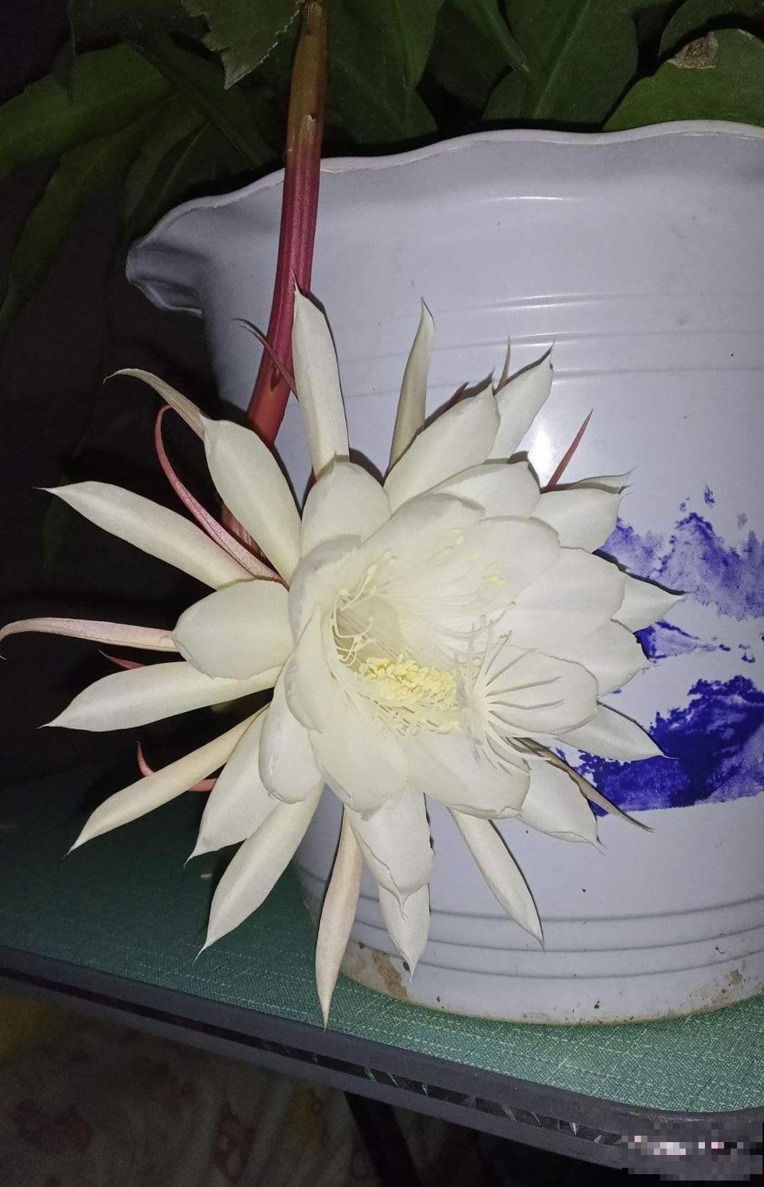 家里养花,可以试试有禅意的植物,能静心,能怡情! 家里养花,可以试试有禅意的植物,能静心,能怡情!