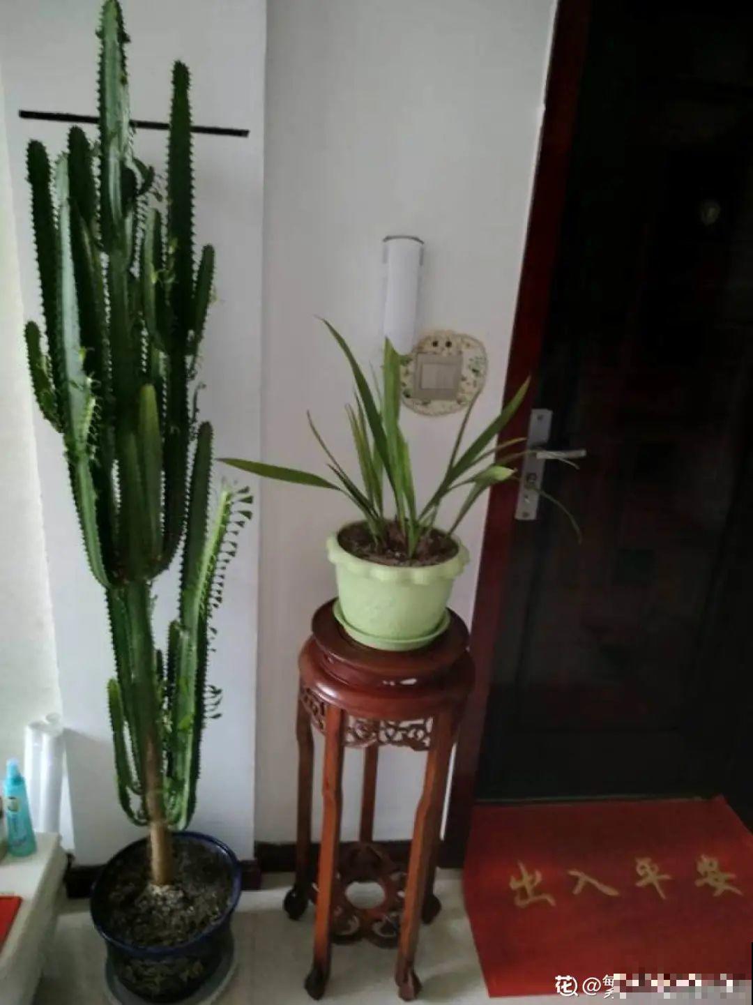 家里养盆镇宅花，越长越霸气，安全感十足