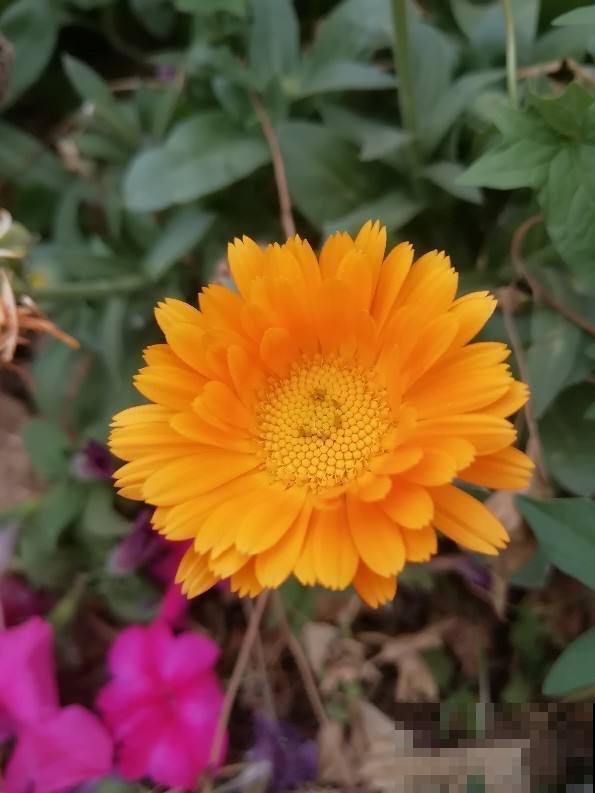 庭院养花还不知道怎么选?现在就教你,庭院一年四季美到头! 庭院养花还不知道怎么选?现在就教你,庭院一年四季美到头!