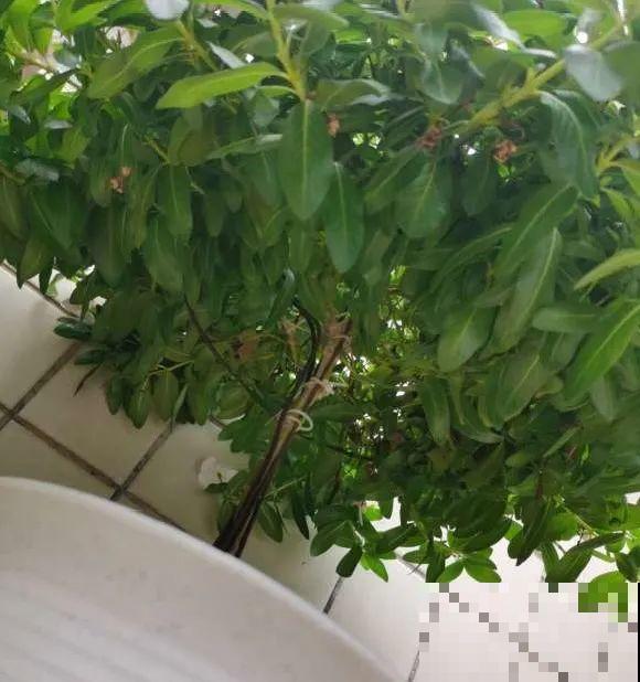 5年的马齿苋，长成“一棵小树”，真头一回见