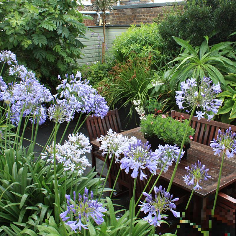 仙气飘飘的落新妇，开花气质独特， 让人一眼就爱上