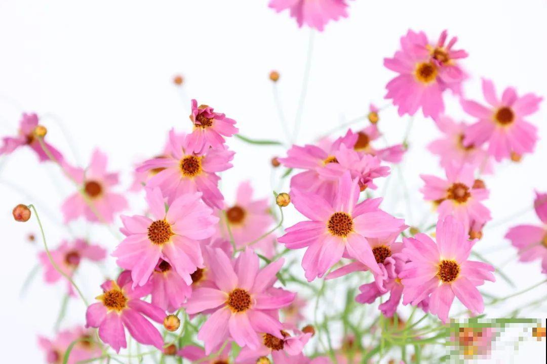 夏天里超能开的花，爆花上百朵，开完剪一刀，很快又爆花