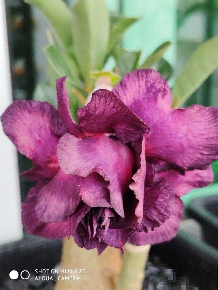 学校让孩子带盆花,可难坏了父母,到底带啥花好呢? 学校让孩子带盆花,可难坏了父母,到底带啥花好呢?