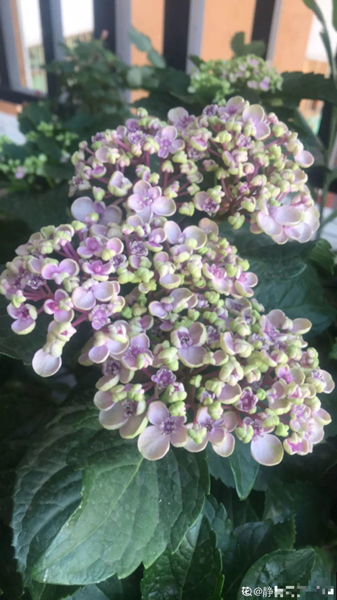 夏天扦插最好活，剪个枝条插土里，10天就生根！