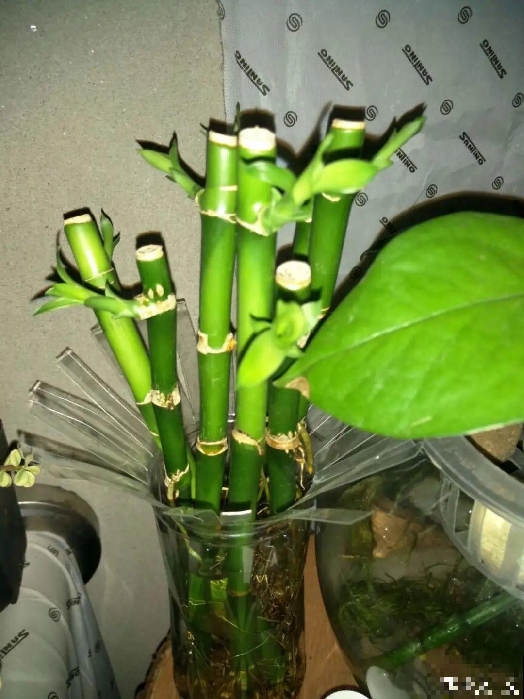 6种花夏天扦插,枝条剁8段、撒土里,3岁小孩都能插活! 6种花夏天扦插,枝条剁8段、撒土里,3岁小孩都能插活!