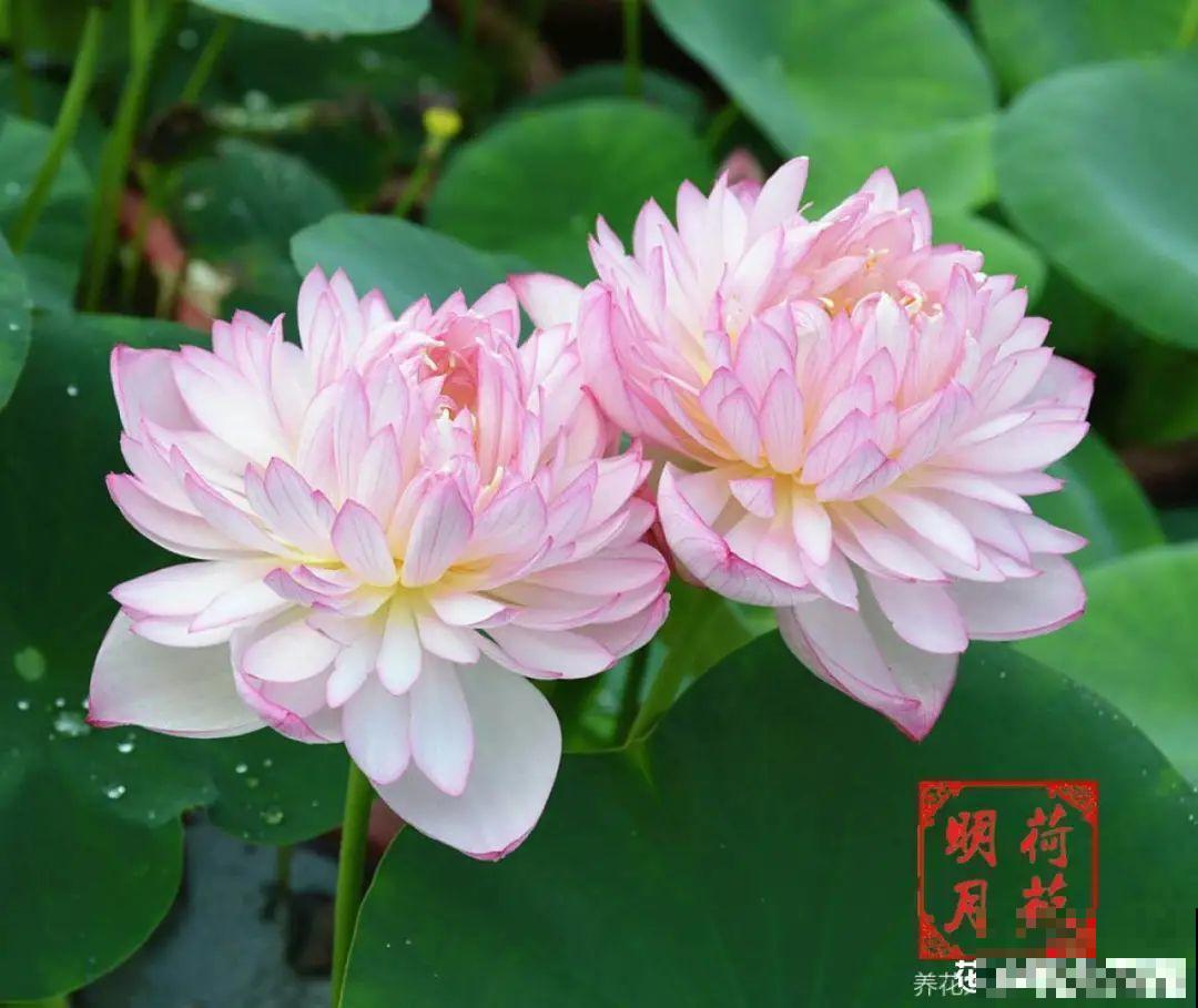 家里养盆香水花,满屋子飘香,还能净化空气 家里养盆香水花,满屋子飘香,还能净化空气