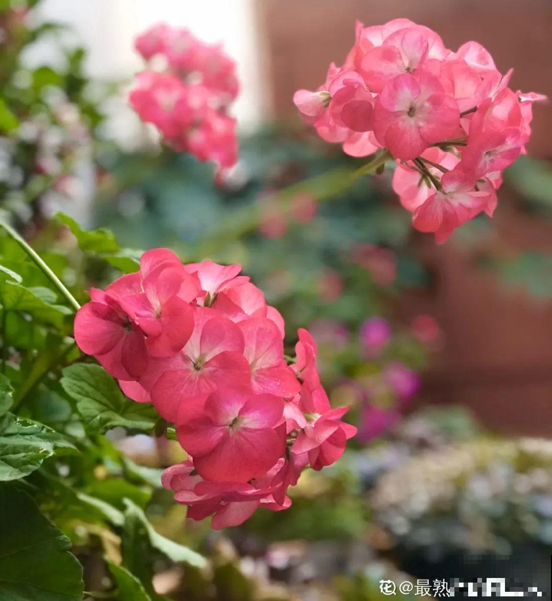 大岩桐特耐阴，每天一两个小时光照，一年开花上百天