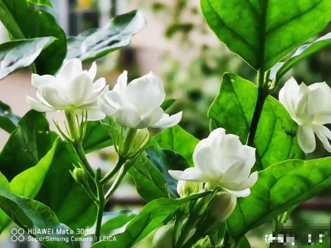 家里养盆香水花,满屋子飘香,还能净化空气 家里养盆香水花,满屋子飘香,还能净化空气