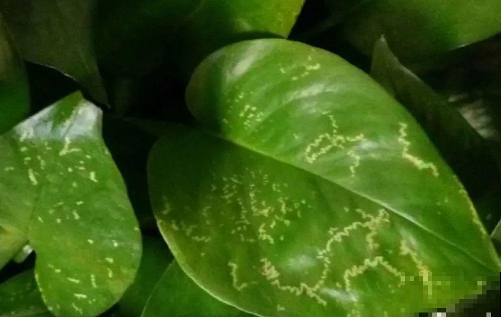 4月养花病虫害，白霜、黑斑、黄点儿···再不治就死光了