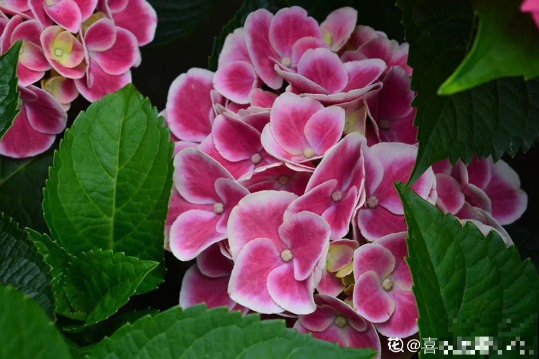 施肥用氮肥要节制，太心急容易烧苗，千万别用多