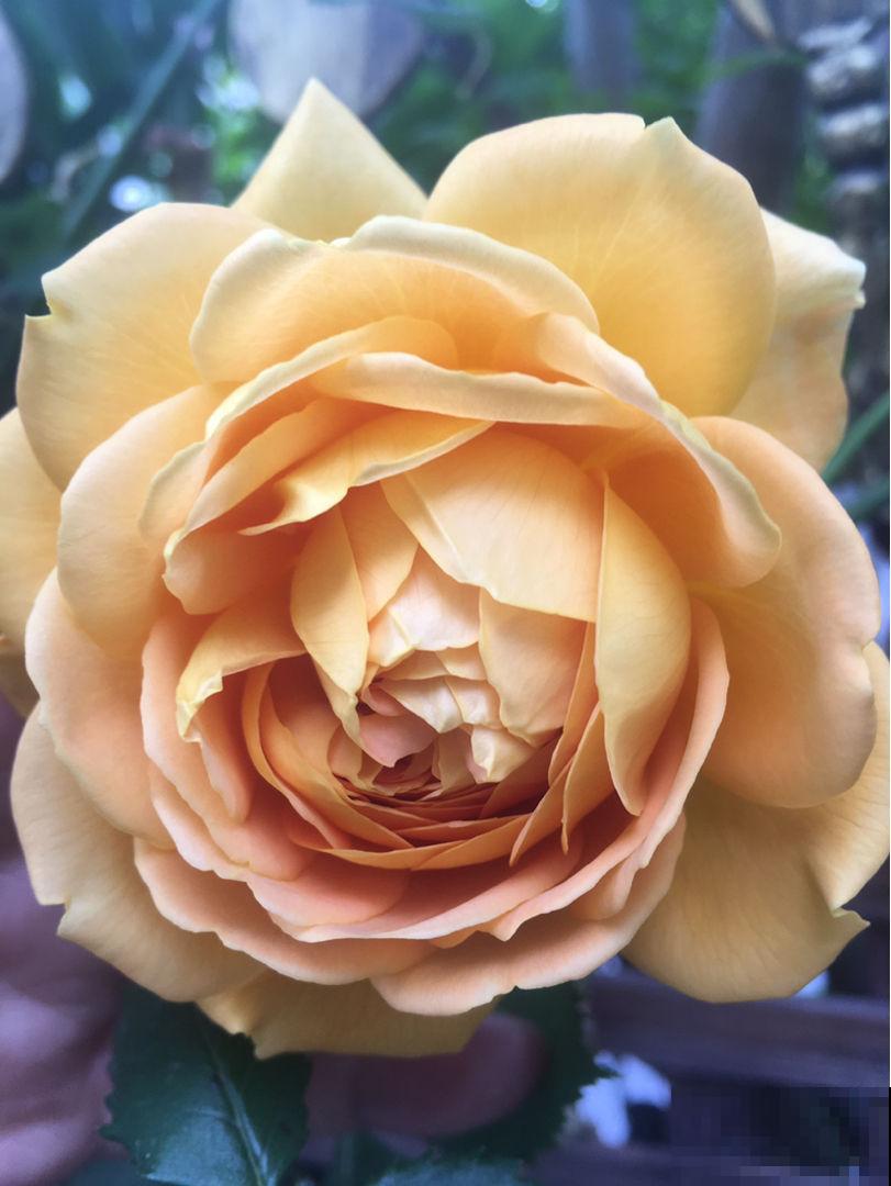 一把木枝条插土里,半个月就生根,长得特健壮 一把木枝条插土里,半个月就生根,长得特健壮