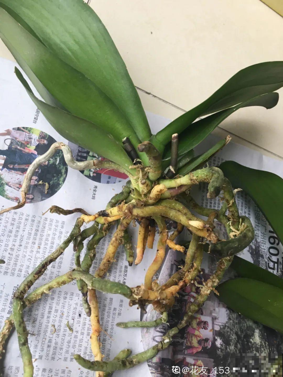 花市上的蝴蝶兰，长得像假花，谁见了都要摸一下！