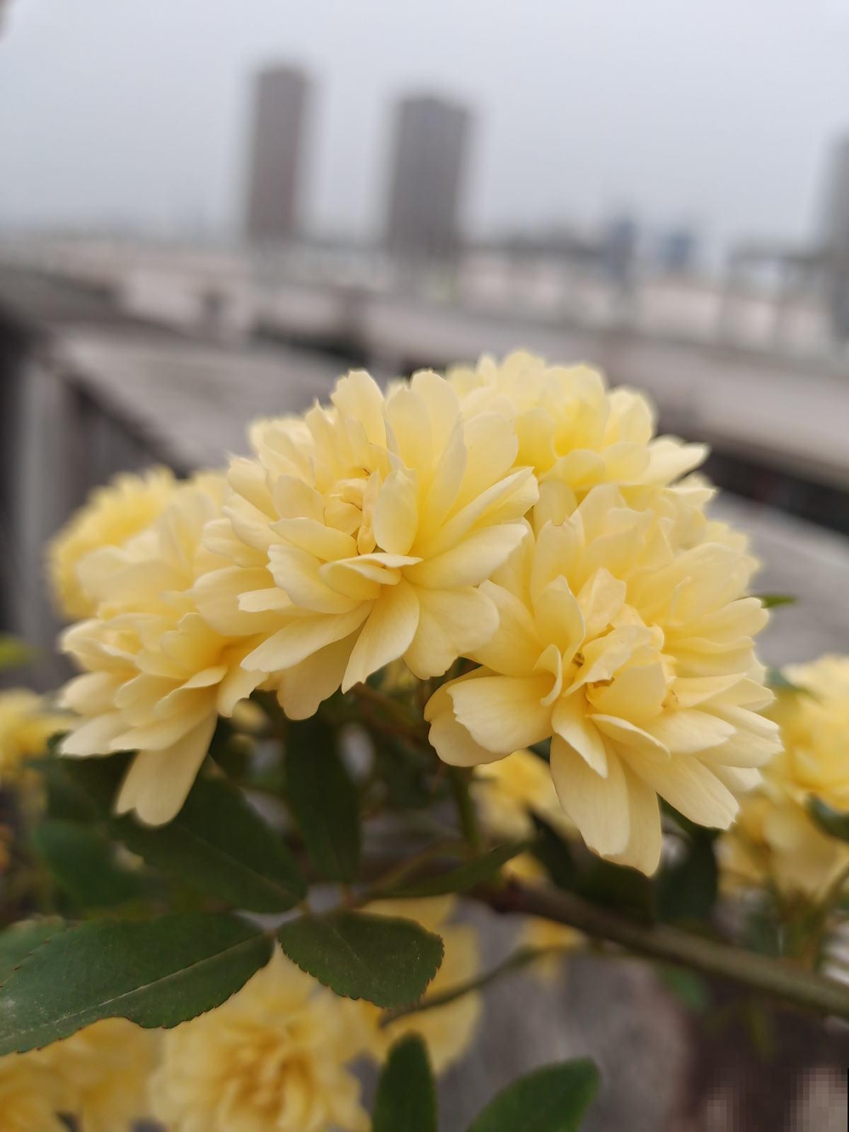 7种“美人爬藤花”,开花超美,颜色也好看 7种“美人爬藤花”,开花超美,颜色也好看