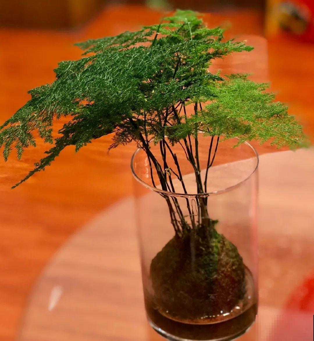 绿萝可以扔了,养盆“格调”花,颜值高还有气质 绿萝可以扔了,养盆“格调”花,颜值高还有气质